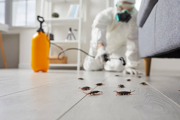 Trusted Cockroach Control service in Kingwood, WV - Nex Pest Control